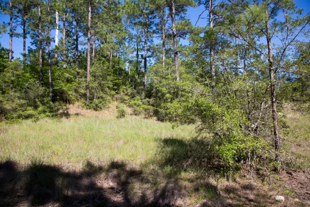 Rayburn Country - Texas (sold out)