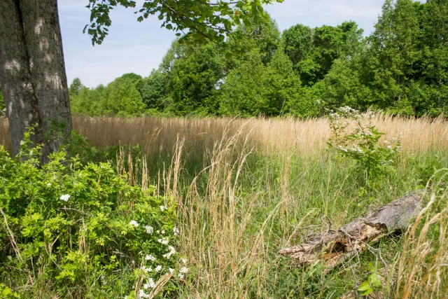Laurel Ridge - Kentucky Land For Sale