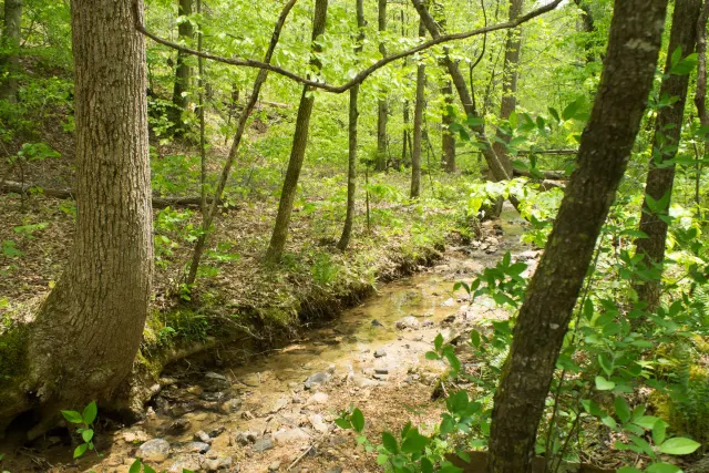 Trails End - Kentucky Land For Sale
