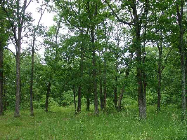 Indian Creek - Missouri (sold out)