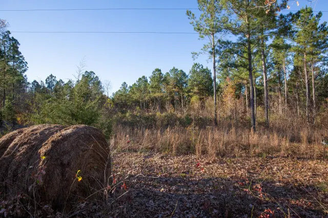 Whetstone Pines - Tennessee (sold out)