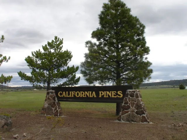 California Pines - California (sold out)