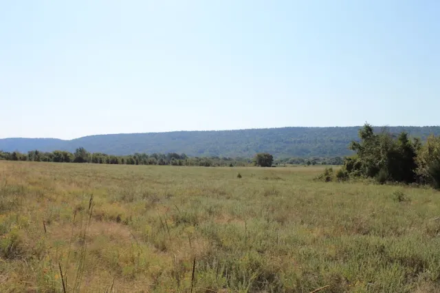 Daisy Meadows - Oklahoma (sold out)