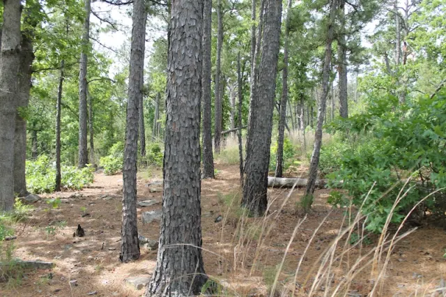 Indian Ridge – Phase II