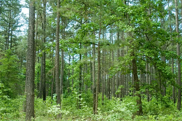 Blue Sky Ranch - Missouri Land For Sale