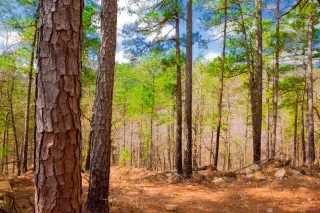 Stone Creek photo 29