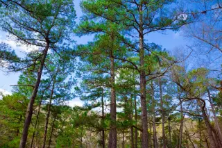 Stone Creek photo 26