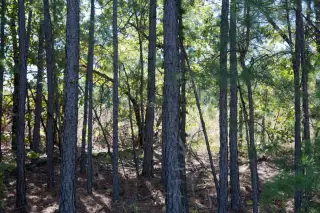 Stone Creek photo 11