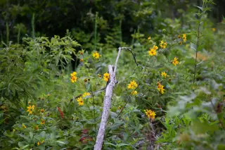 Borgmann’s Hollow photo 3