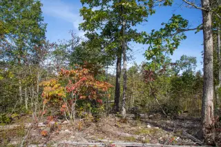 Borgmann’s Hollow photo 23