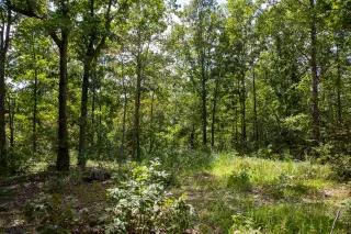 Borgmann’s Hollow photo 18