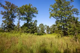 Borgmann’s Hollow photo 15