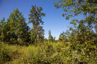 Borgmann’s Hollow photo 13
