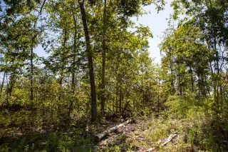 Borgmann’s Hollow photo 8