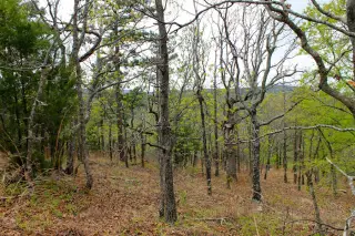 Trophy Ridge photo 3